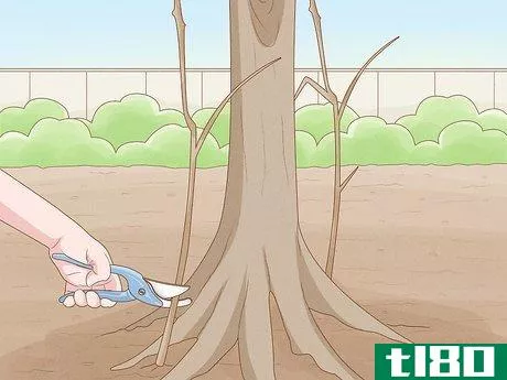 Image titled Prune a Satsuma Tree Step 2