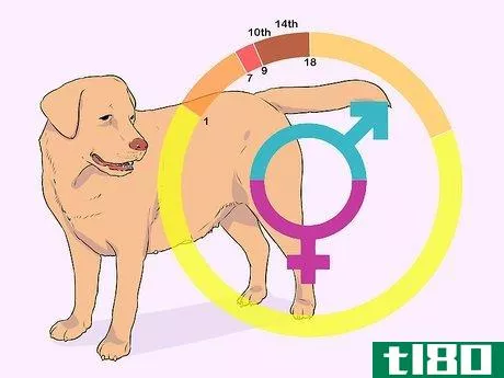 Image titled Breed Labradors Step 15