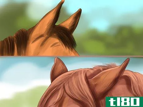 Image titled Understand Horse Communication Step 2