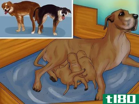 Image titled Perform Pre‐Breeding Health Checks for Dogs Step 12