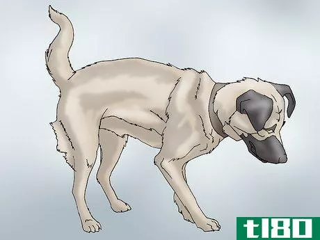 Image titled Recognize Signs of Hip Dysplasia in Dogs Step 1