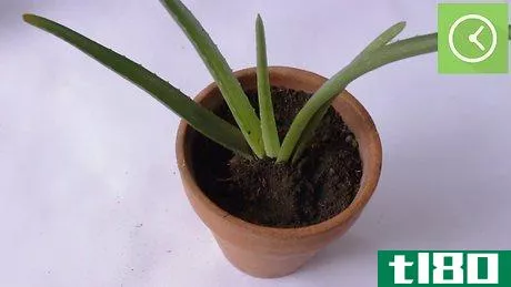 Image titled Plant Aloe Vera Step 22