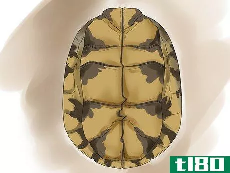 Image titled Sex Tortoises Step 2