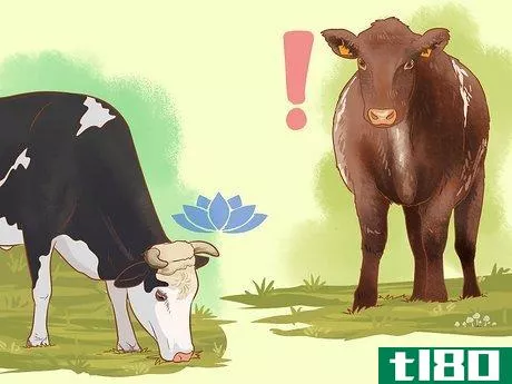 Image titled Understand Bovine Behaviour Step 5
