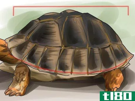 Image titled Sex Tortoises Step 7