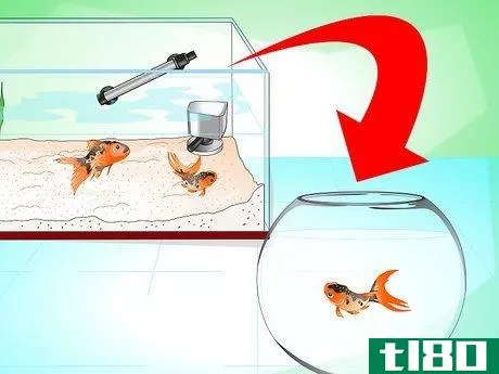 Image titled Save a Dying Goldfish Step 17