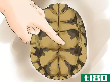 Image titled Sex Tortoises Step 3