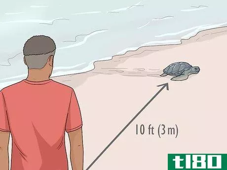 Image titled Save the Turtles Step 6