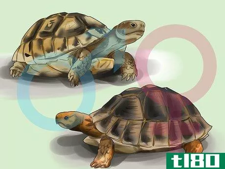 Image titled Sex Tortoises Step 6
