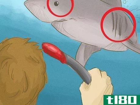 Image titled Avoid Sharks Step 13