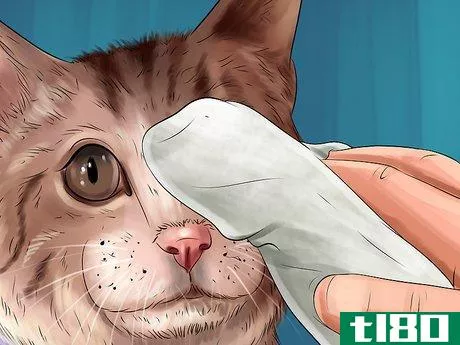 Image titled Check Your Cat's Nose Step 3