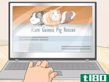 Image titled Run a Guinea Pig Rescue Step 19