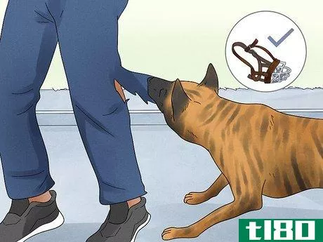Image titled Use a Muzzle to Correct Nipping in Dogs Step 8