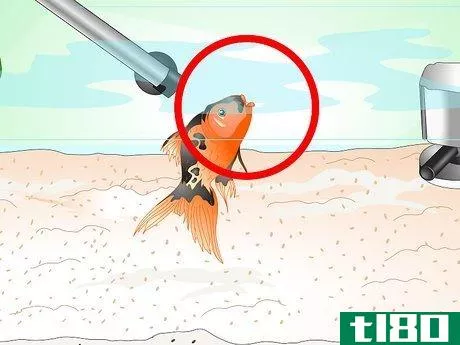 Image titled Save a Dying Goldfish Step 5