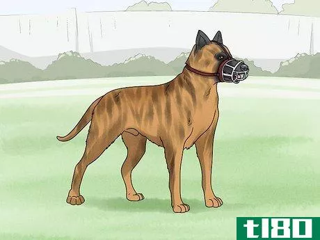 Image titled Use a Muzzle to Correct Nipping in Dogs Step 10