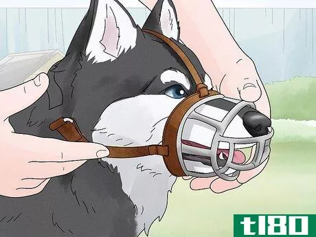 Image titled Use a Muzzle to Correct Nipping in Dogs Step 6