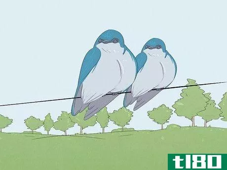 Image titled Attract Tree Swallows Step 6