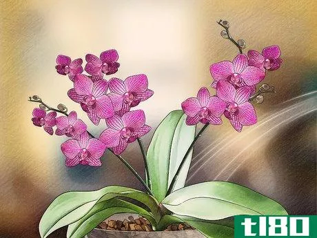 Image titled Get Orchids to Bloom Step 10
