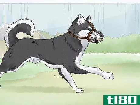 Image titled Use a Muzzle to Correct Nipping in Dogs Step 7