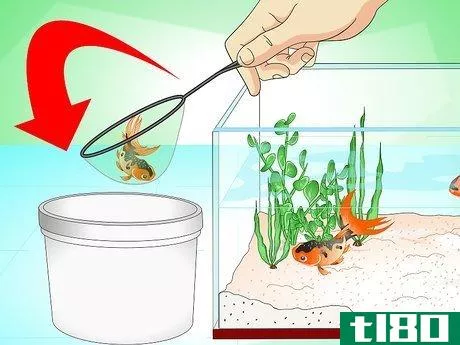 Image titled Save a Dying Goldfish Step 1