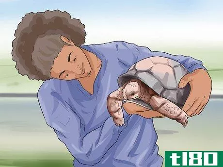 Image titled Sex Tortoises Step 1