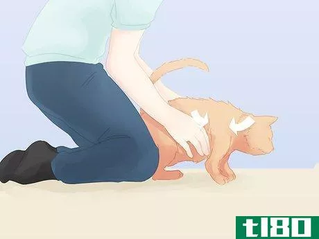 Image titled Save a Choking Cat Step 9
