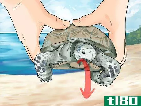 Image titled Sex Tortoises Step 5