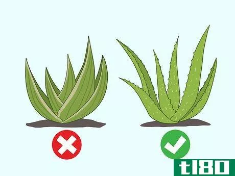 Image titled Use Aloe Vera Gel on Your Face Step 10