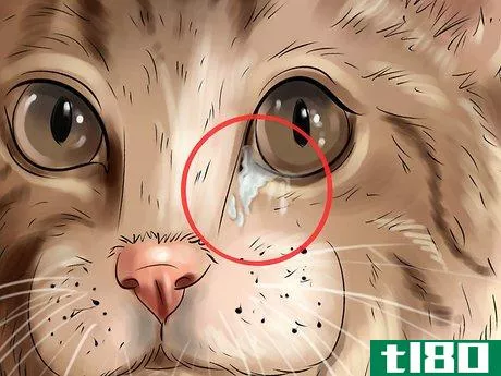 Image titled Check Your Cat's Nose Step 6