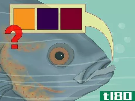 Image titled Use Color When Fly Fishing Step 6