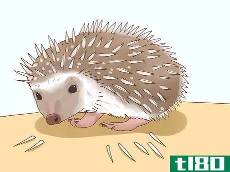 Image titled Take Care of a Hedgehog Step 26