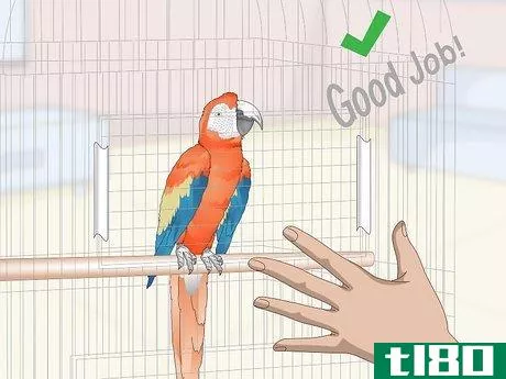Image titled Teach Parrots to Talk Step 6