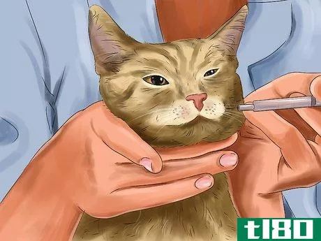 Image titled Treat a Cat for Eye Inflammation Step 9