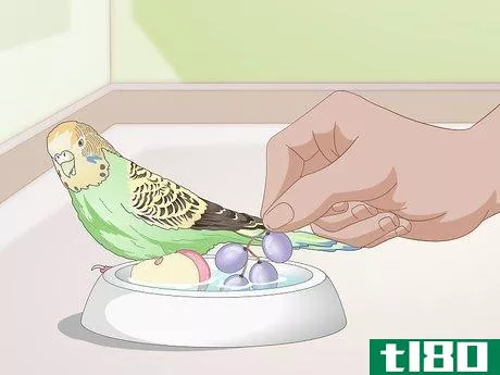 Image titled Tell when a Parakeet Is Sick Step 16