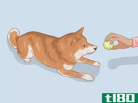 Image titled Choose a Shiba Inu Puppy Step 18