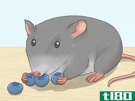 Image titled Train a Rat to Stand on Its Hind Legs Step 5