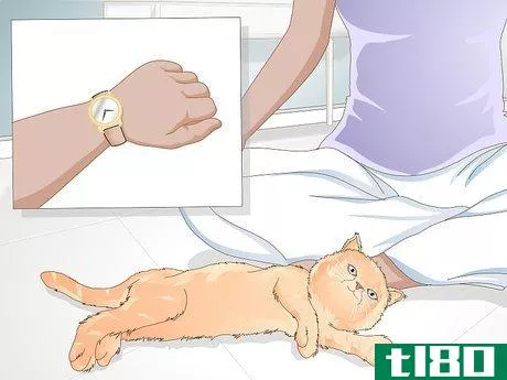 Image titled Teach Your Cat to Give a Handshake Step 3