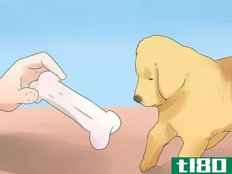Image titled Train Your Dog to Hunt Step 7
