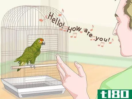 Image titled Teach Parrots to Talk Step 14