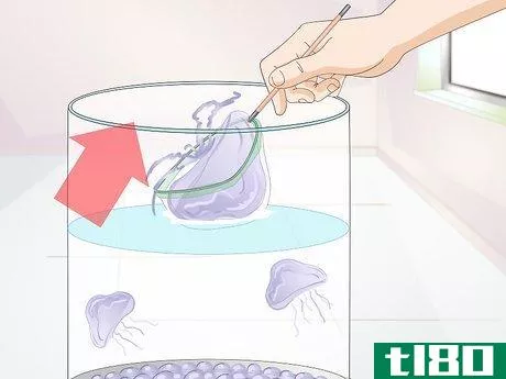 Image titled Start a Jellyfish Tank Step 17