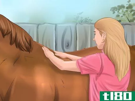 Image titled Get Your Horse to Trust and Respect You Step 1