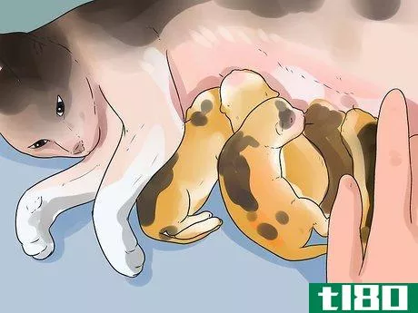 Image titled Take Care of Premature Newborn Kittens Step 11