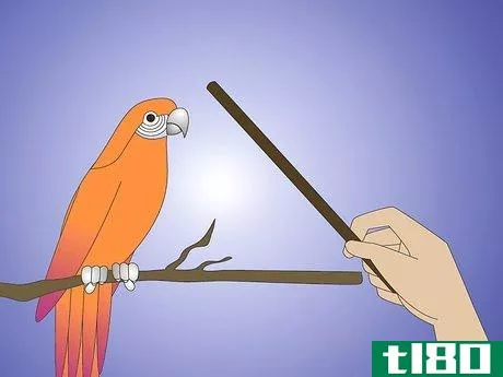 Image titled Teach Your Parrot to Wave Hello Step 4