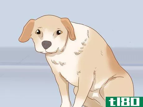 Image titled Tell if Your Dog Is Depressed Step 11