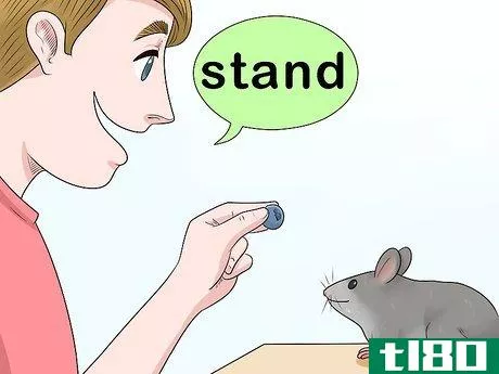 Image titled Train a Rat to Stand on Its Hind Legs Step 7