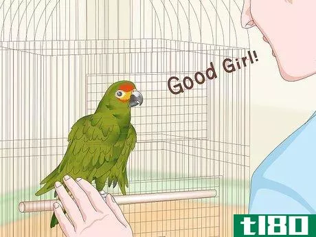 Image titled Teach Parrots to Talk Step 16