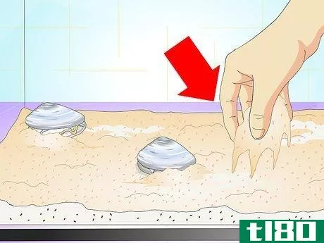 Image titled Take Care of a Live Clam Step 2