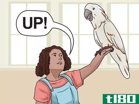 Image titled Teach Your Bird to Talk Step 8