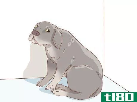 Image titled Tell if Your Dog Is Depressed Step 13