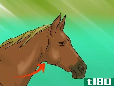 Image titled Take a Horse's Vital Signs Step 7